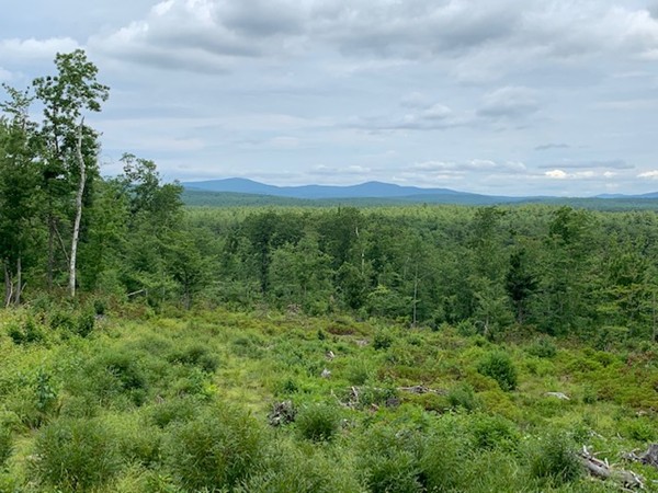 0 Starch Mill Road Mason, NH 03048 - Photo 6 of 7 a view of a big yard with large trees