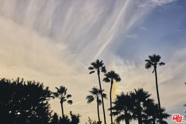a view of a palm tree with flower plants