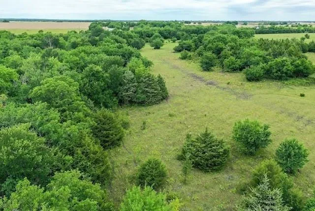 a view of a lush green forest