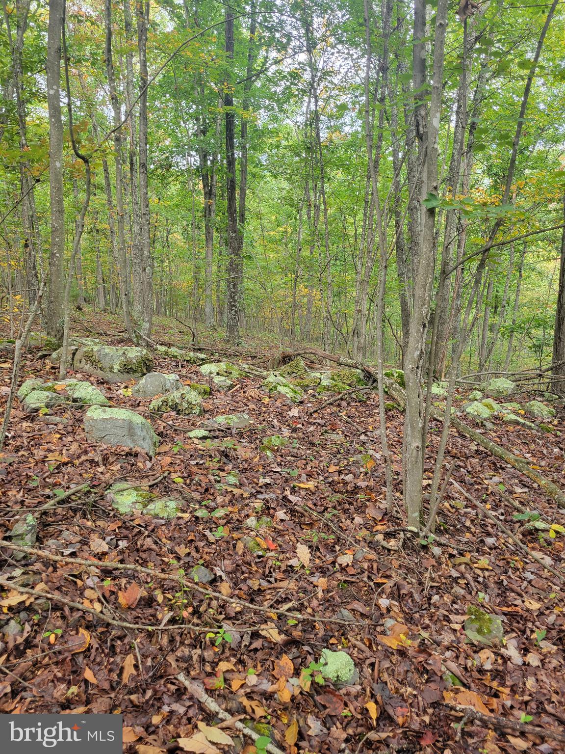 Bear Road Delray, WV 26714 - Photo 4 of 8 Gallery Image 4