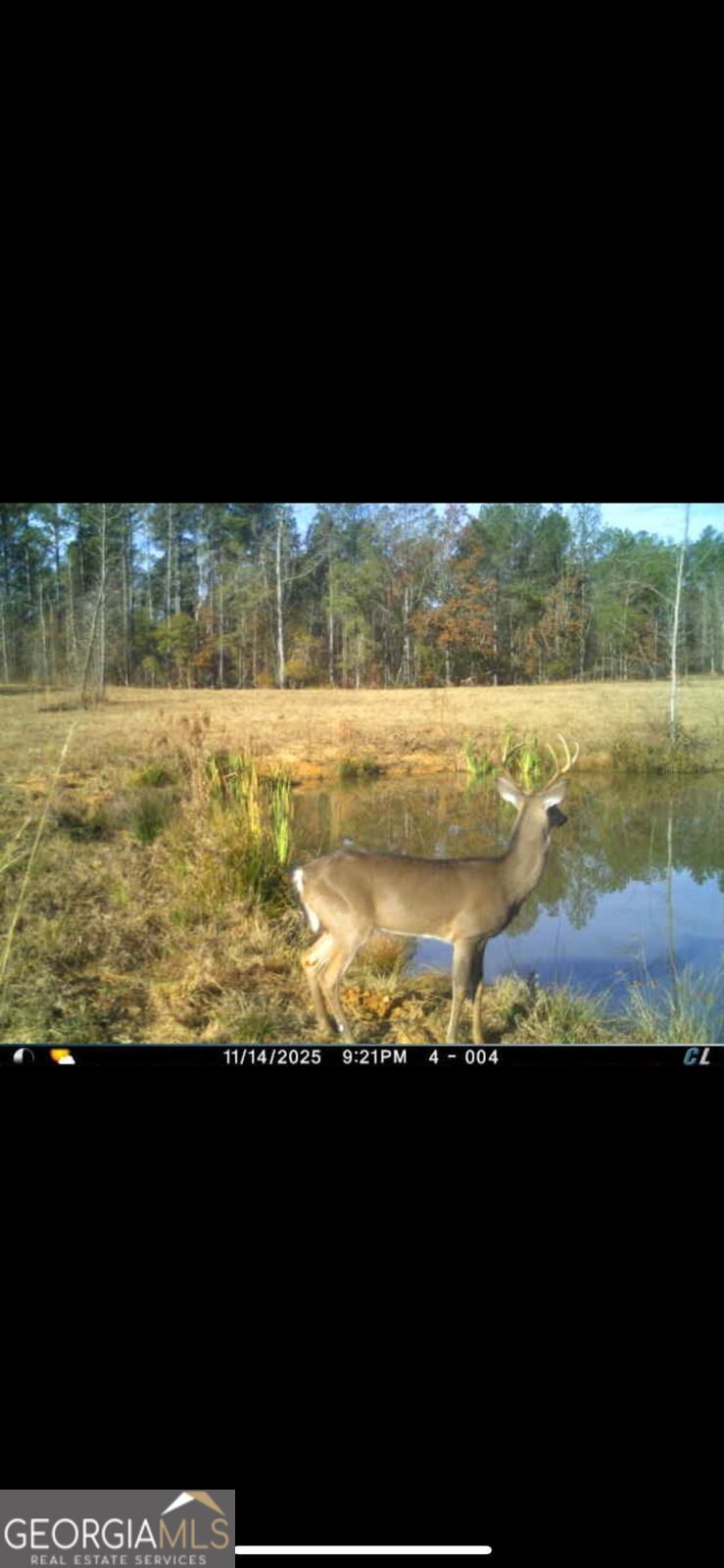 111-acres Lillian Strong Road Carlton, GA 30627 - Photo 22 of 29 Gallery Image 22
