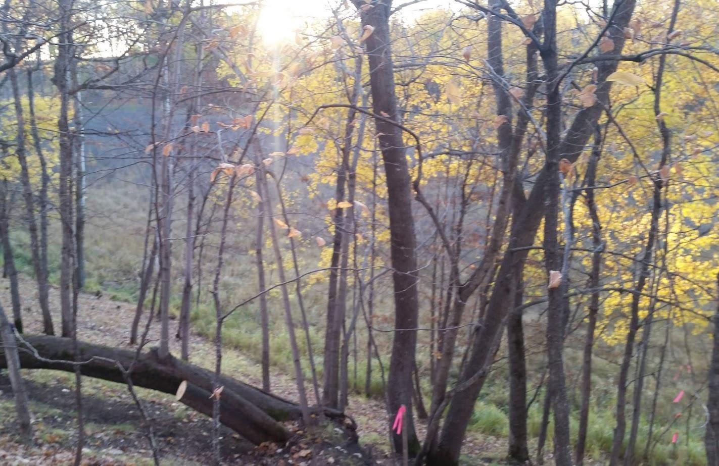 893 White Clover Beach Road Detroit Lakes, MN 56501 - Photo 8 of 13