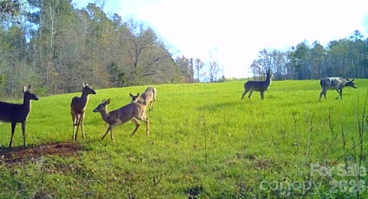 0 West Zion Church Road Shelby, NC 28150 - Photo 15 of 21 Gallery Image 15