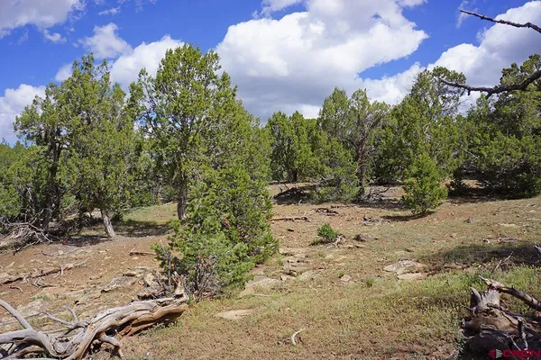 a view of a yard with plants and trees