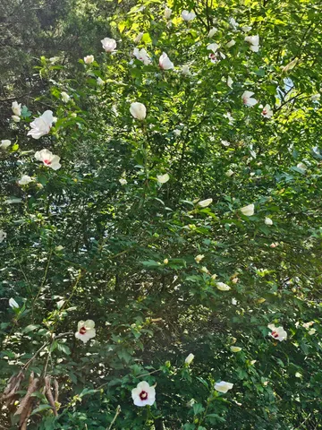 $749,000 | 533 Gun Shop Road, Dunlap, TN 37327