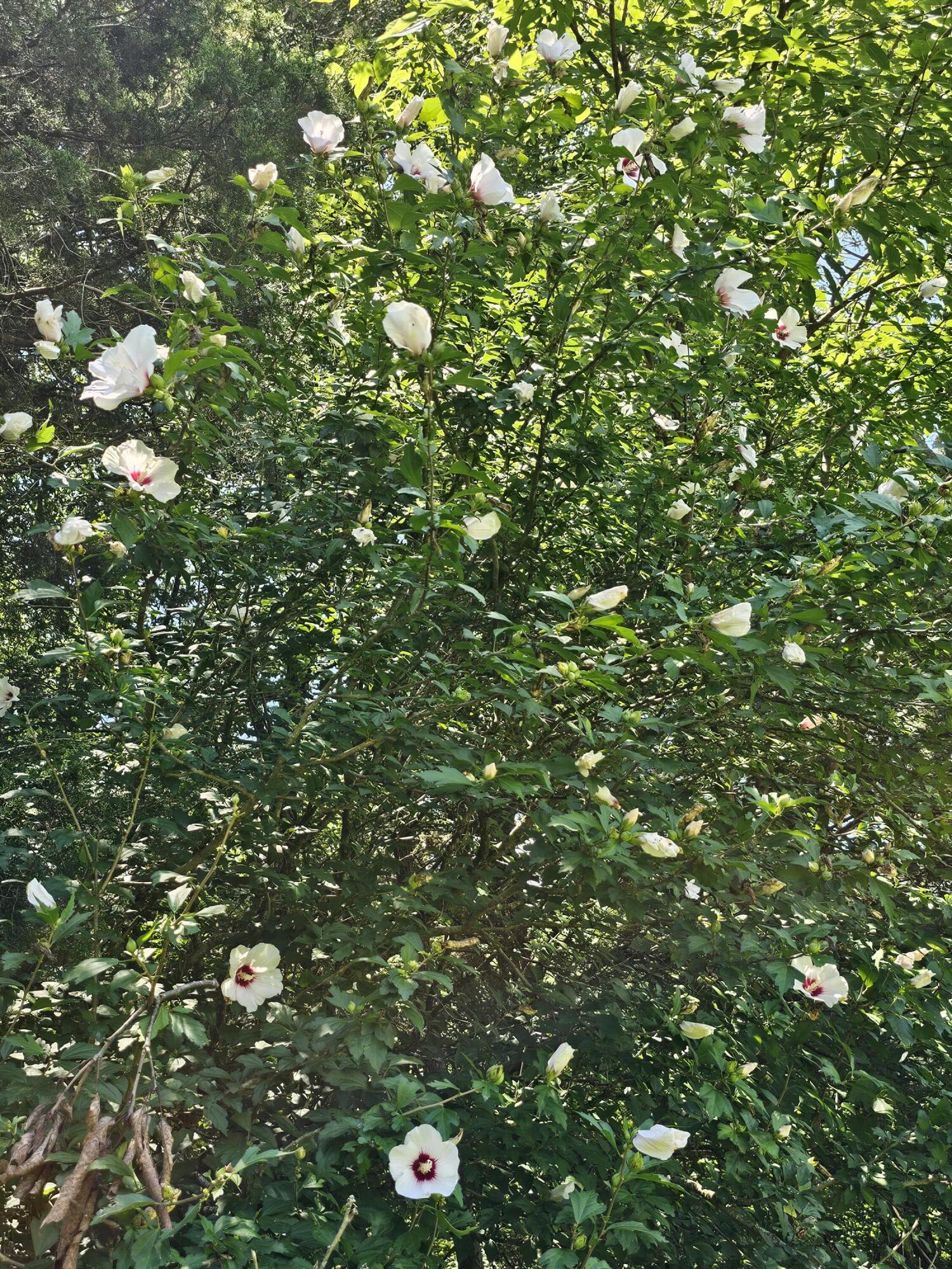 533 Gun Shop Road Dunlap, TN 37327 - Photo 46 of 52 20250702_131004