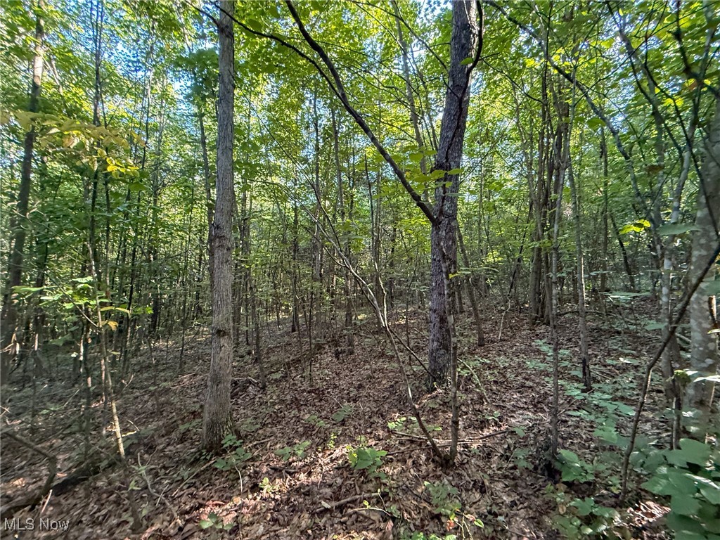 Mudsoc Road Patriot, OH 45658 - Photo 8 of 23 View of tree filled area