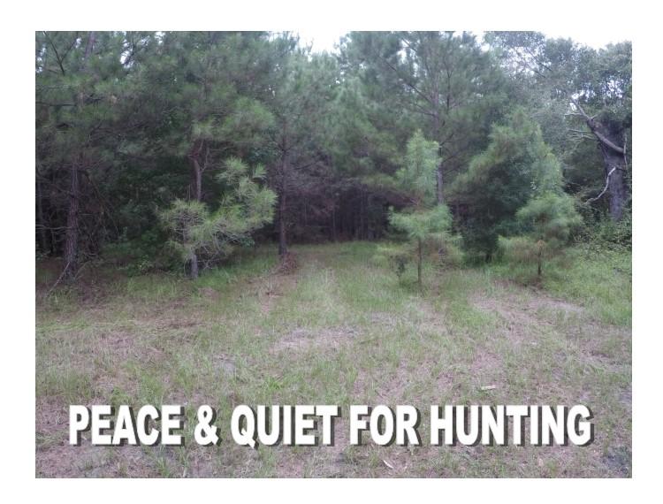 A Mt Carmel Road Ruffin, SC 29475 - Photo 4 of 6 2