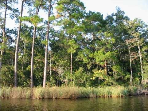 N/a George Ellis Point Freeport, FL 32439 - Photo 4 of 4 Additional Photo