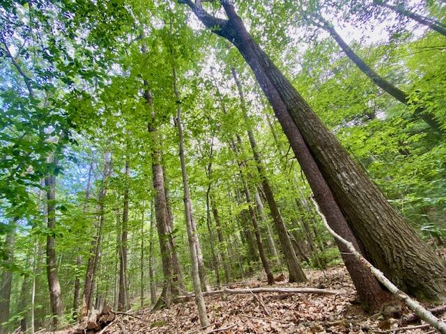 27 Nocturne Road Parsonsfield, ME 04047 - Photo 16 of 16 IMG_3089