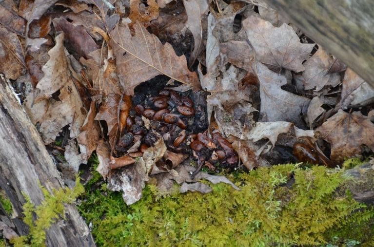 1709 Macedonia Road Irvine, KY 40336 - Photo 76 of 87 If your a nature lover or whitetail hunt