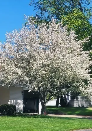 a large tree in front of a house with a yard