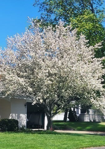 12 Tulane Road Danvers, MA 01923 - Photo 2 of 25 a large tree in front of a house with a yard