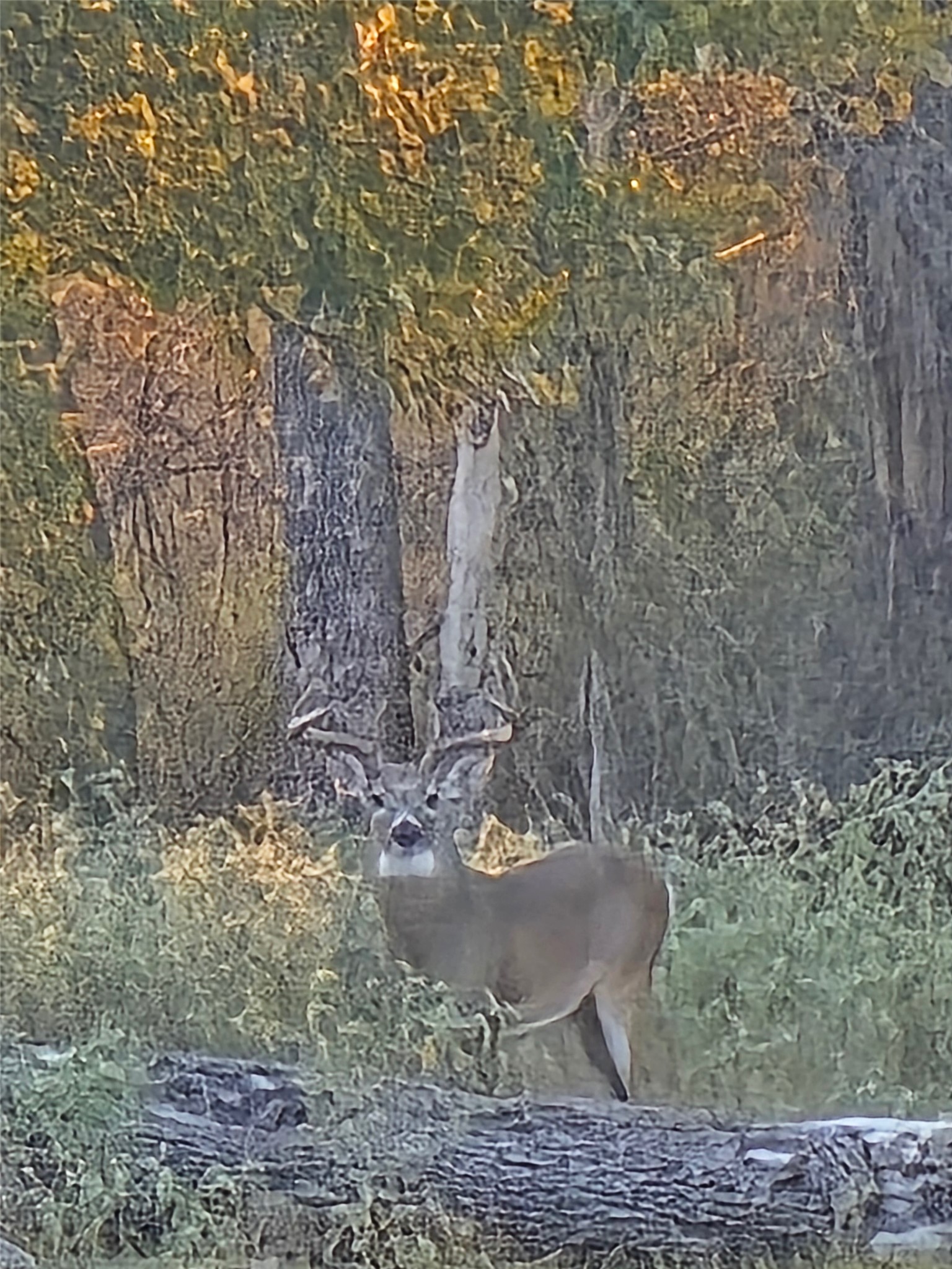 363 Paint Creek S Road, Unit A Paige, TX 78659 - Photo 26 of 28 One of several deer on the property.