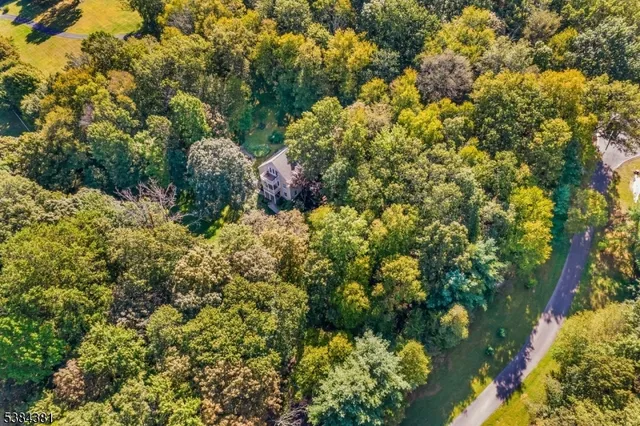 a view of a garden with plants