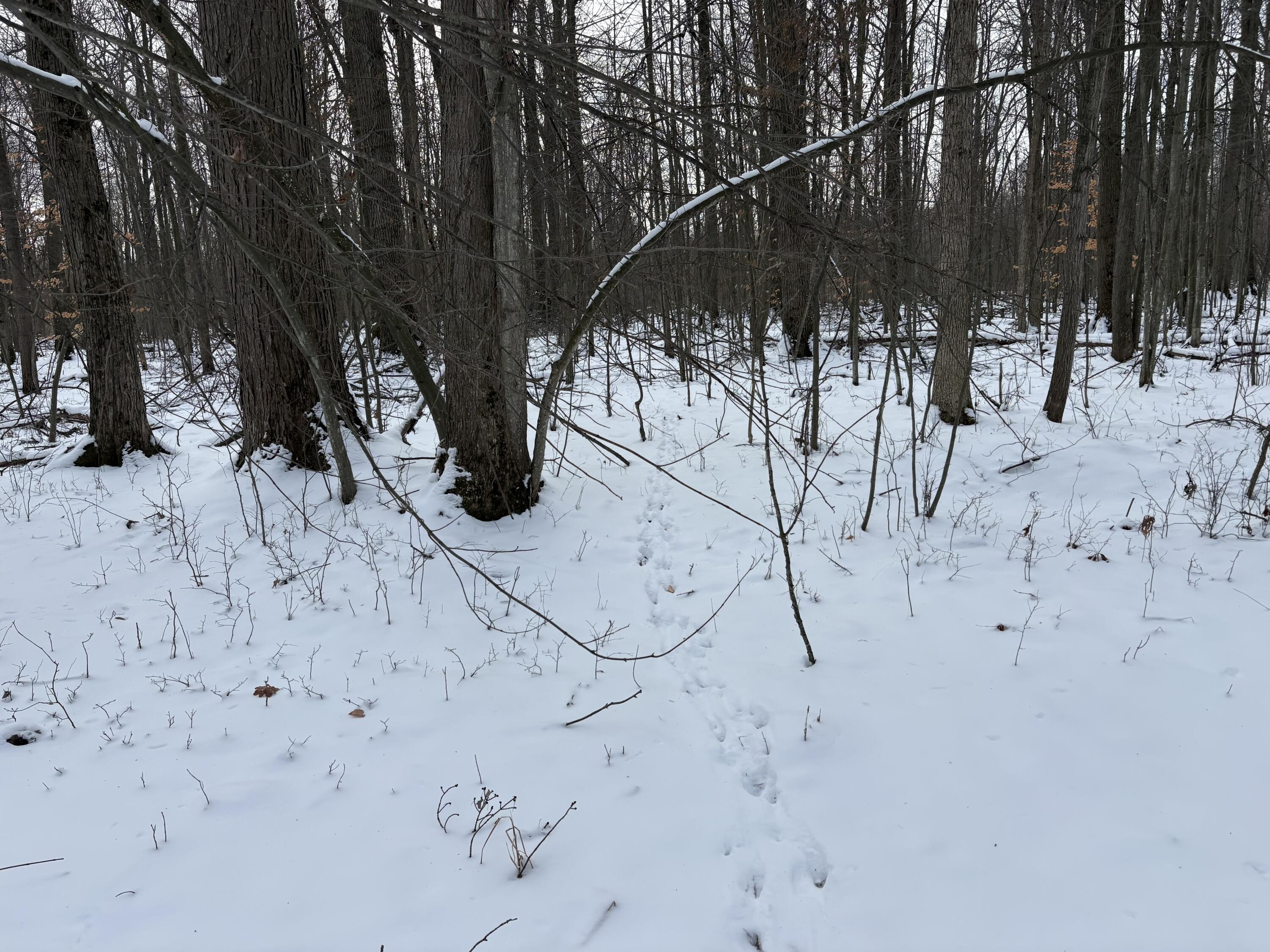 V/l East Prairie Road Midland, MI 48640 - Photo 17 of 60 IMG_5659