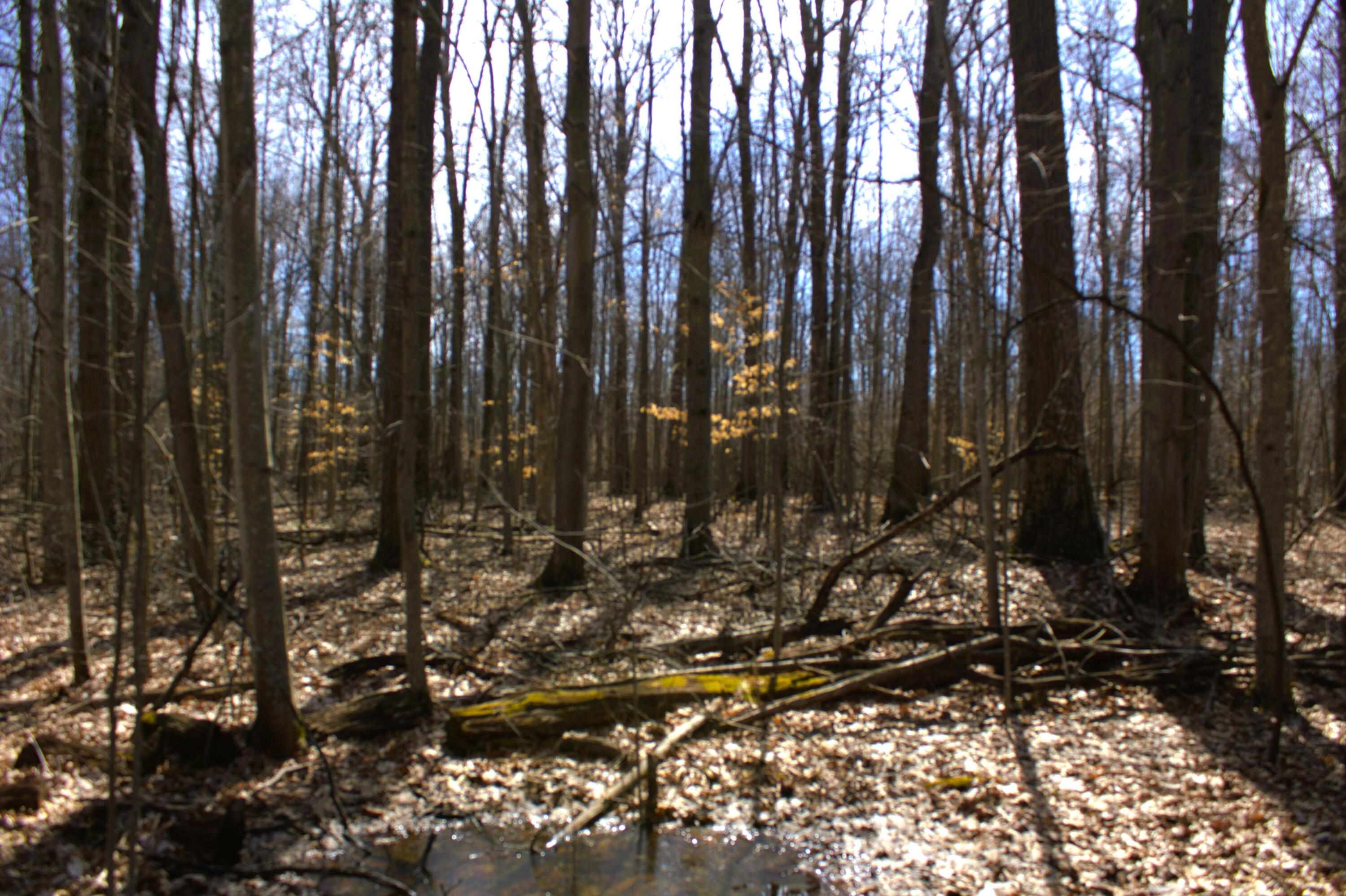 V/l East Prairie Road Midland, MI 48640 - Photo 35 of 60 IMG_6904