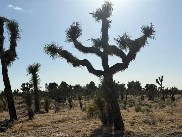 a view of a dry yard with trees