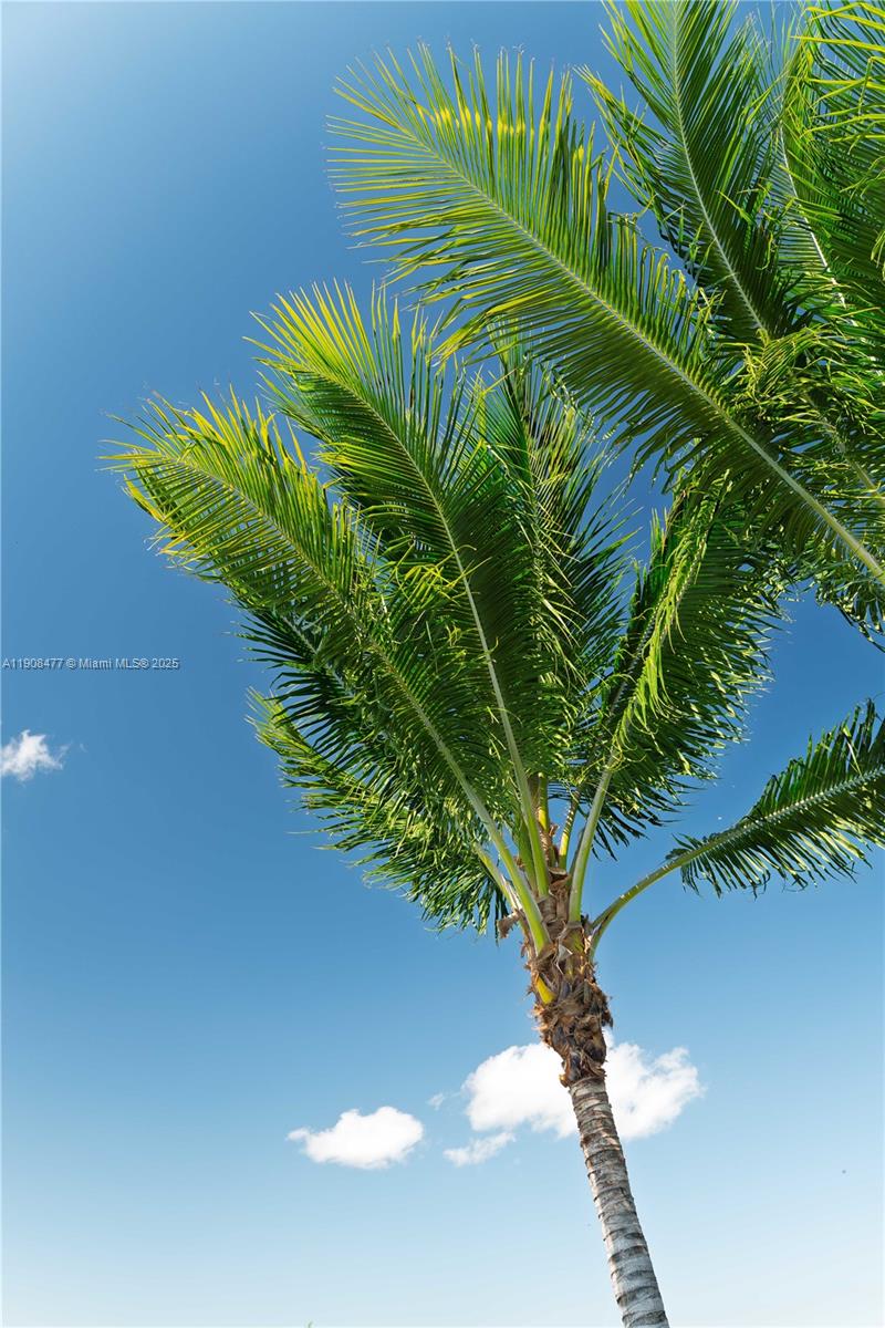 309 South Riverside Drive Pompano Beach, FL 33062 - Photo 23 of 23 a view of a plant in a garden