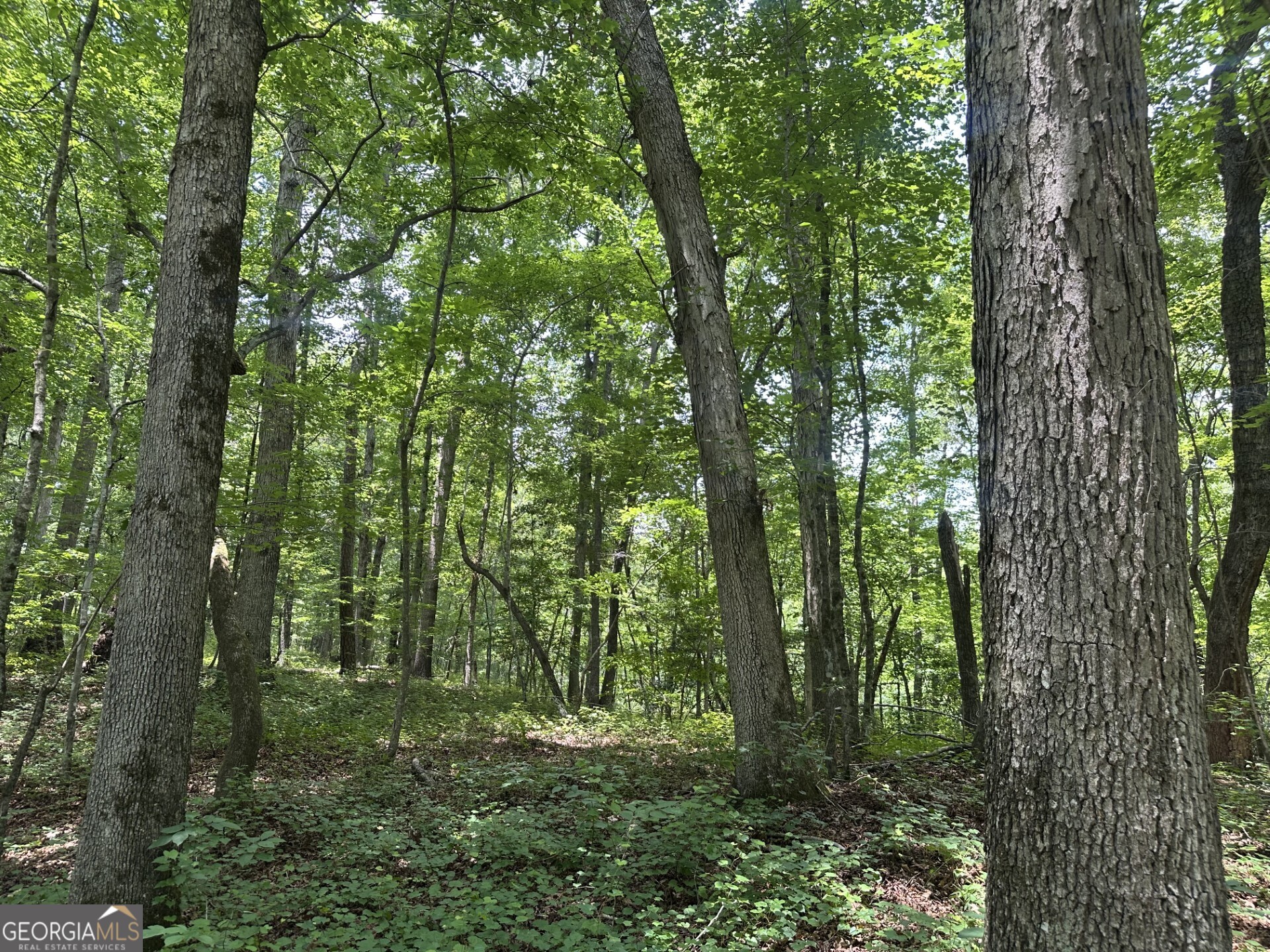 360 Happy Hollow Road Comer, GA 30629 - Photo 6 of 31
