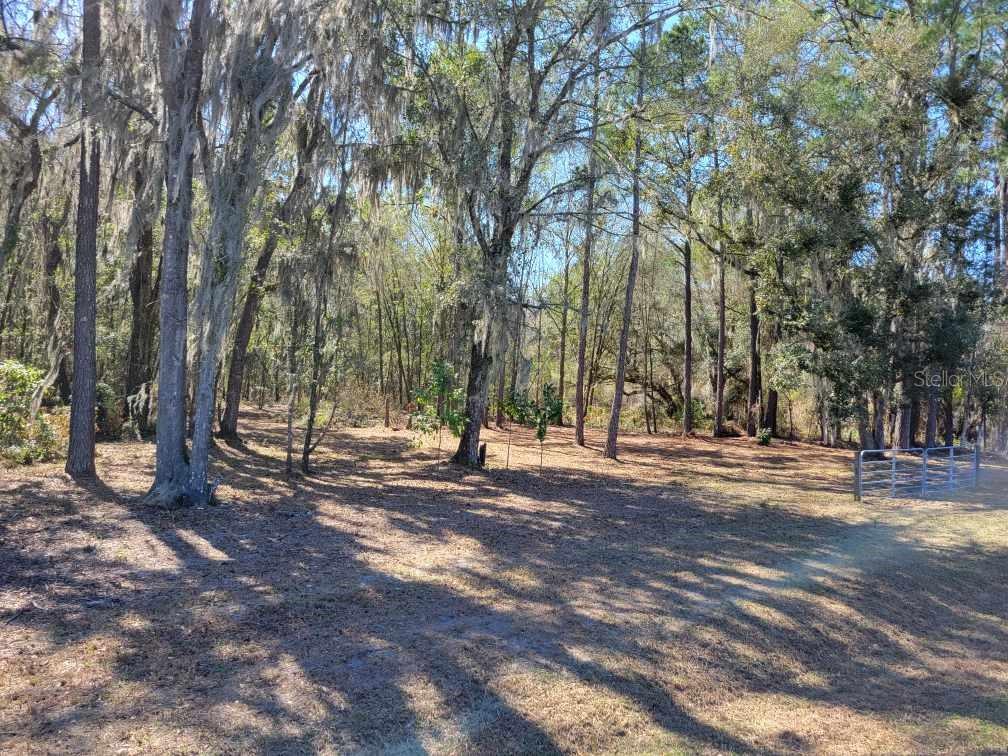 10133 Southeast Hawthorne Road Gainesville, FL 32641 - Photo 3 of 7 a view of a tree with a yard
