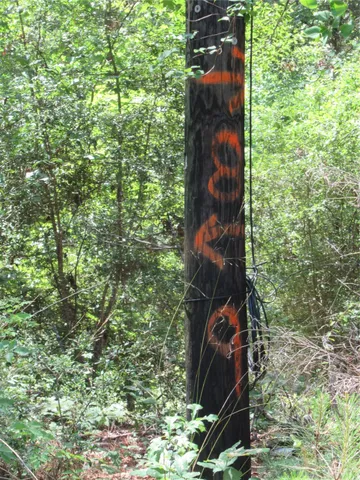 a bird view of forest