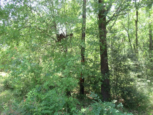a view of a lush green forest