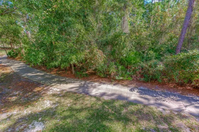 a view of a forest with trees in the background