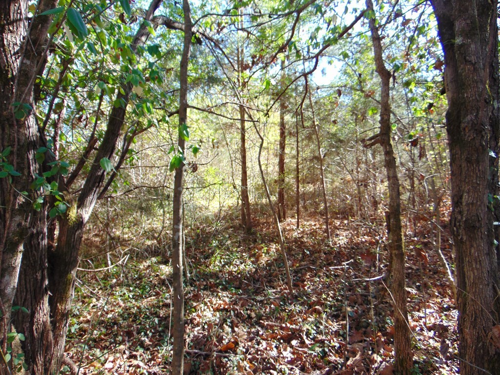 463 Co Road Englewood, TN 37329 - Photo 10 of 28