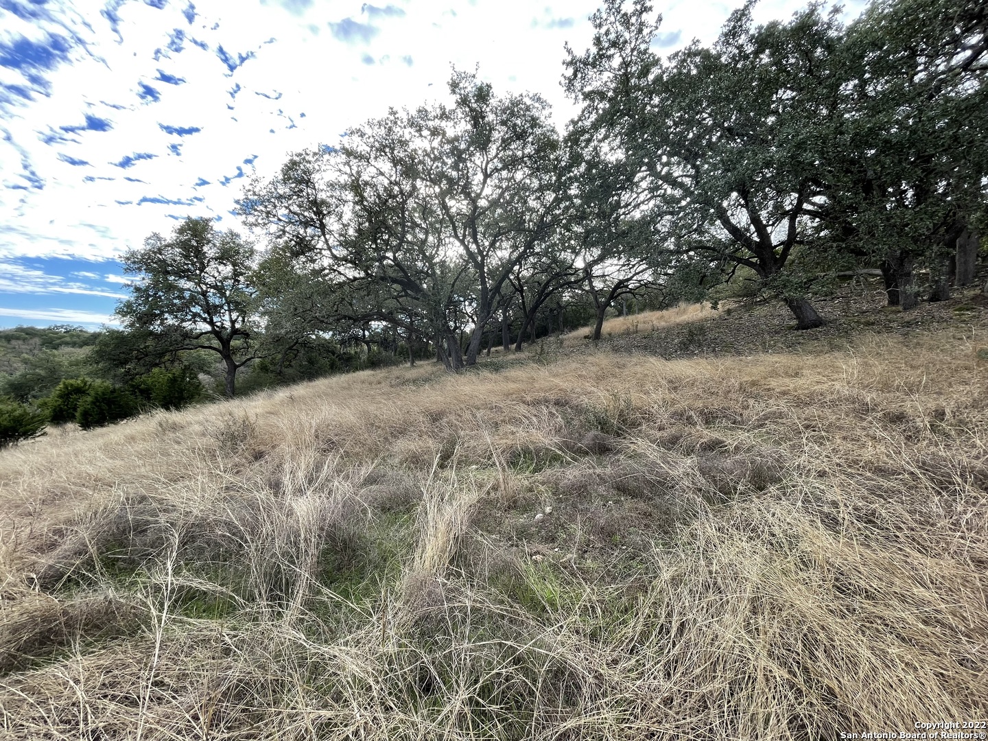 a view of a forest with trees in the background