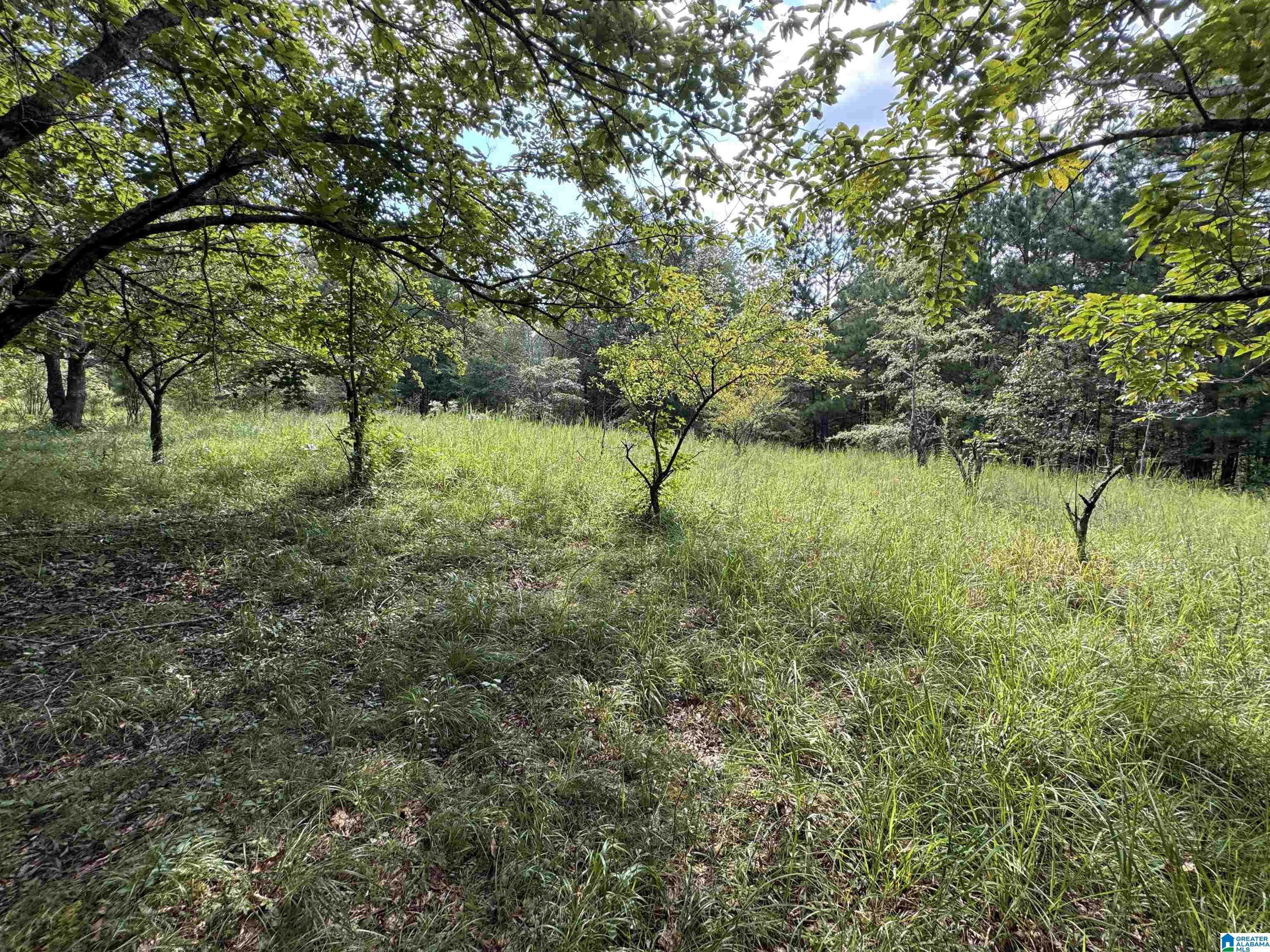 20394 County Road 55 Sterrett, AL 35147 - Photo 16 of 43