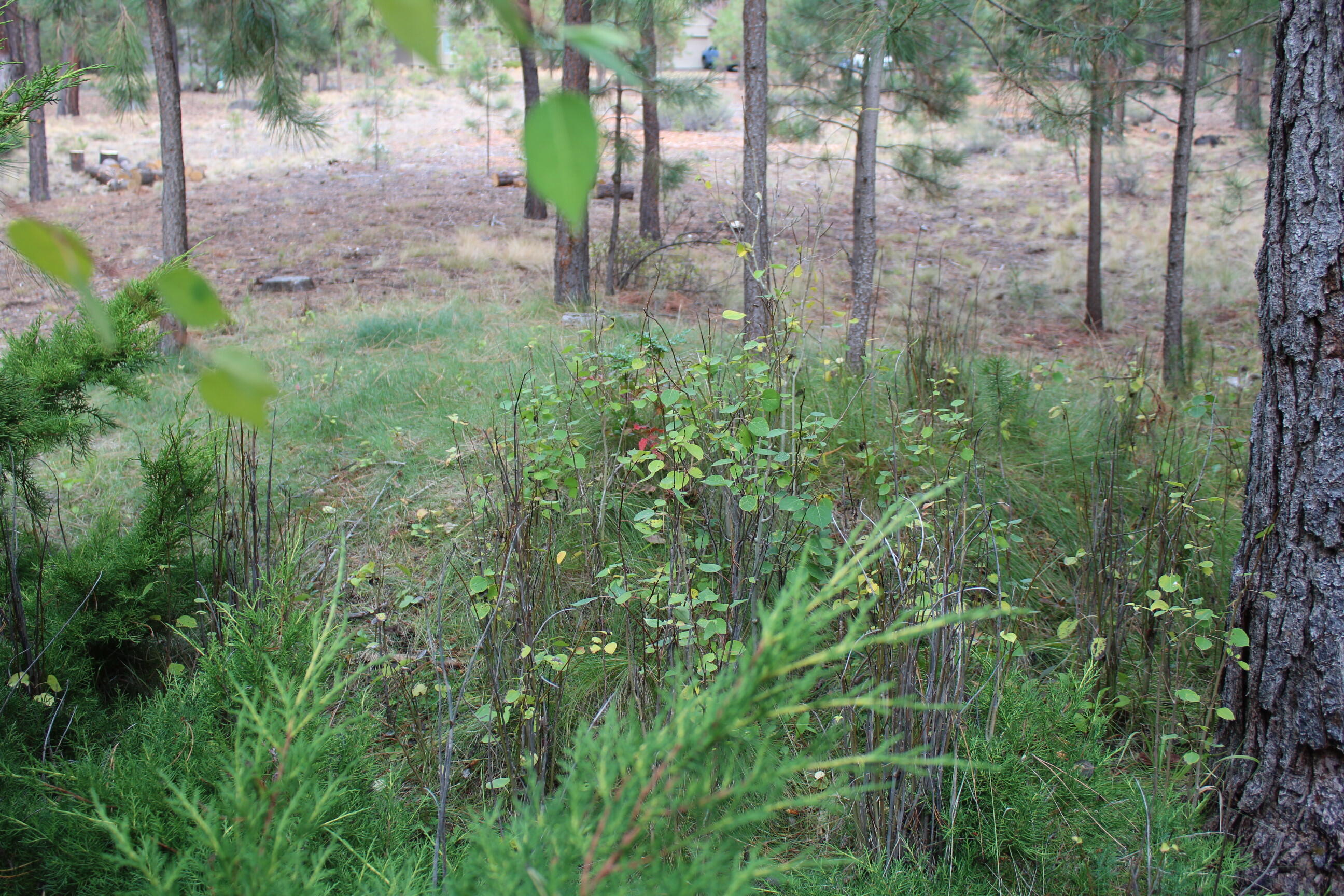 57407 Beaver Ridge Loop, Unit 44C1 Sunriver, OR 97707 - Photo 16 of 19 19-view from deck-R44