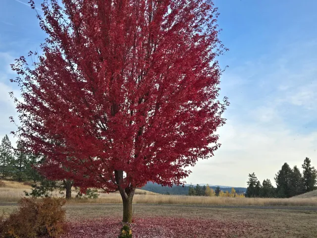 $615,000 | 27601 North Scotts Ridge Lane, Chattaroy, WA 99003