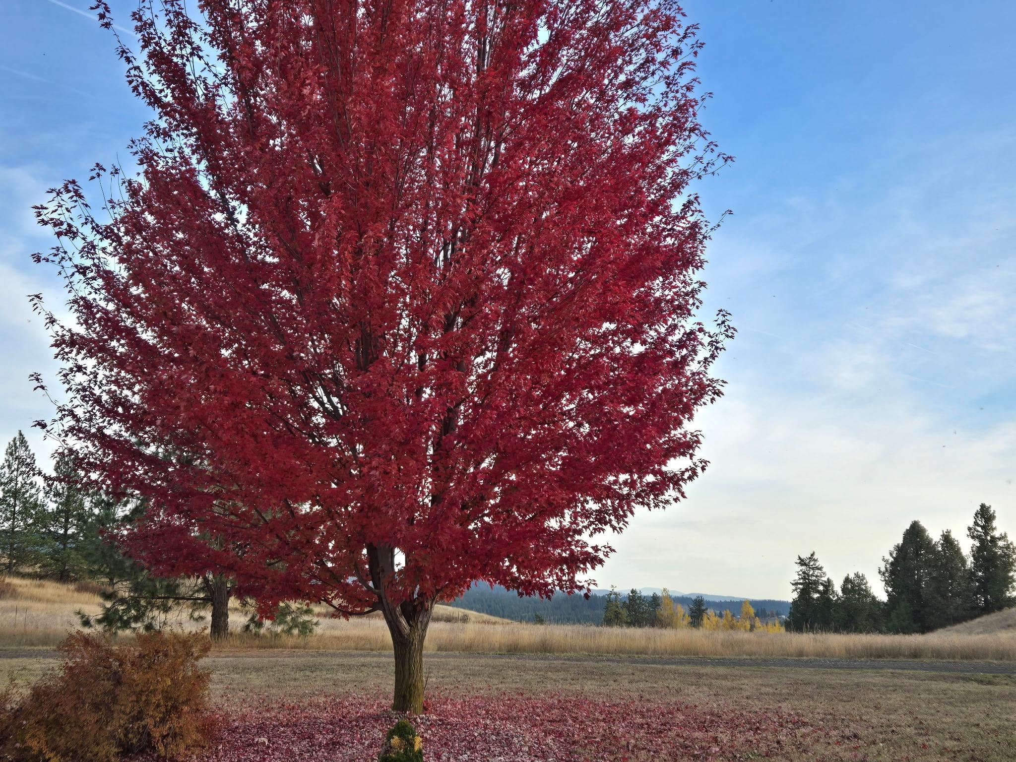 27601 North Scotts Ridge Lane Chattaroy, WA 99003 - Photo 48 of 48