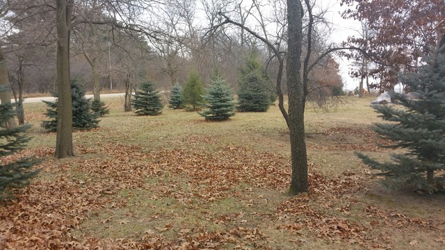 1885 Tower Road Sublette, IL 61367 - Photo 2 of 14 a view of a yard with trees