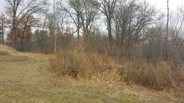1885 Tower Road Sublette, IL 61367 - Photo 13 of 14 a view of a yard