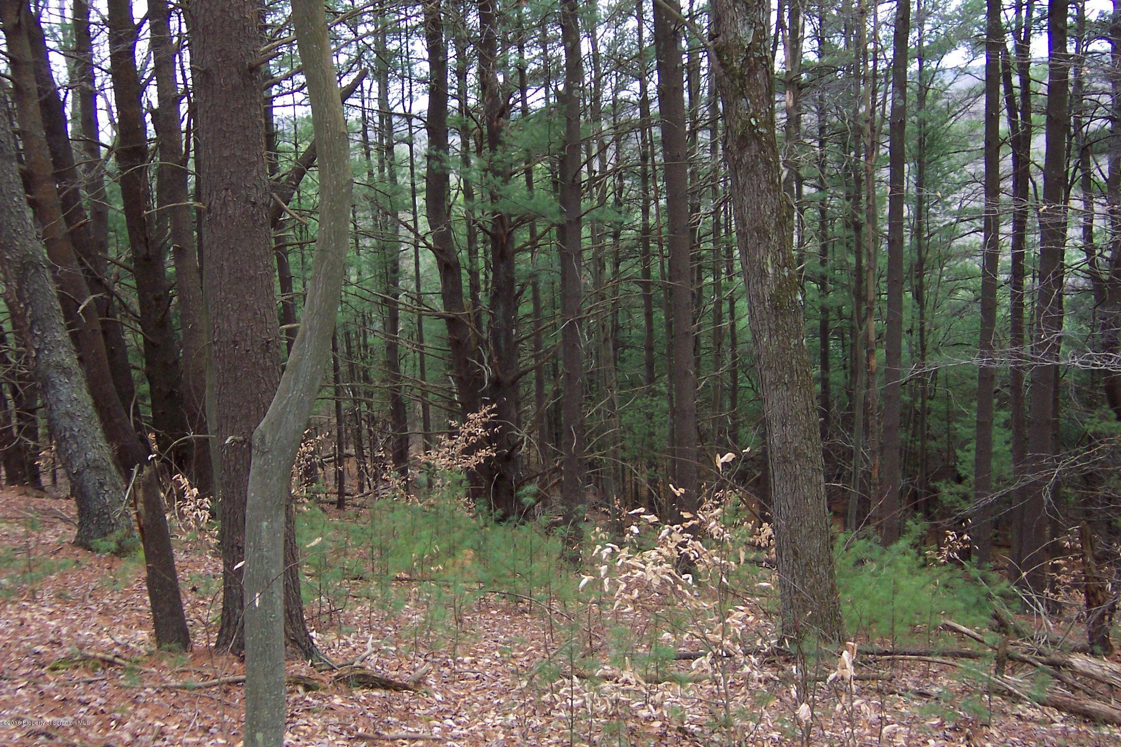 0 Shadduck Road Little Meadows, PA 18830 - Photo 4 of 7 Gallery Image 4