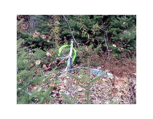 21 Tar Ridge Road Springfield, ME 04487 - Photo 6 of 11 Land.
