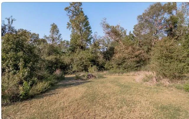 a view of a yard with a tree