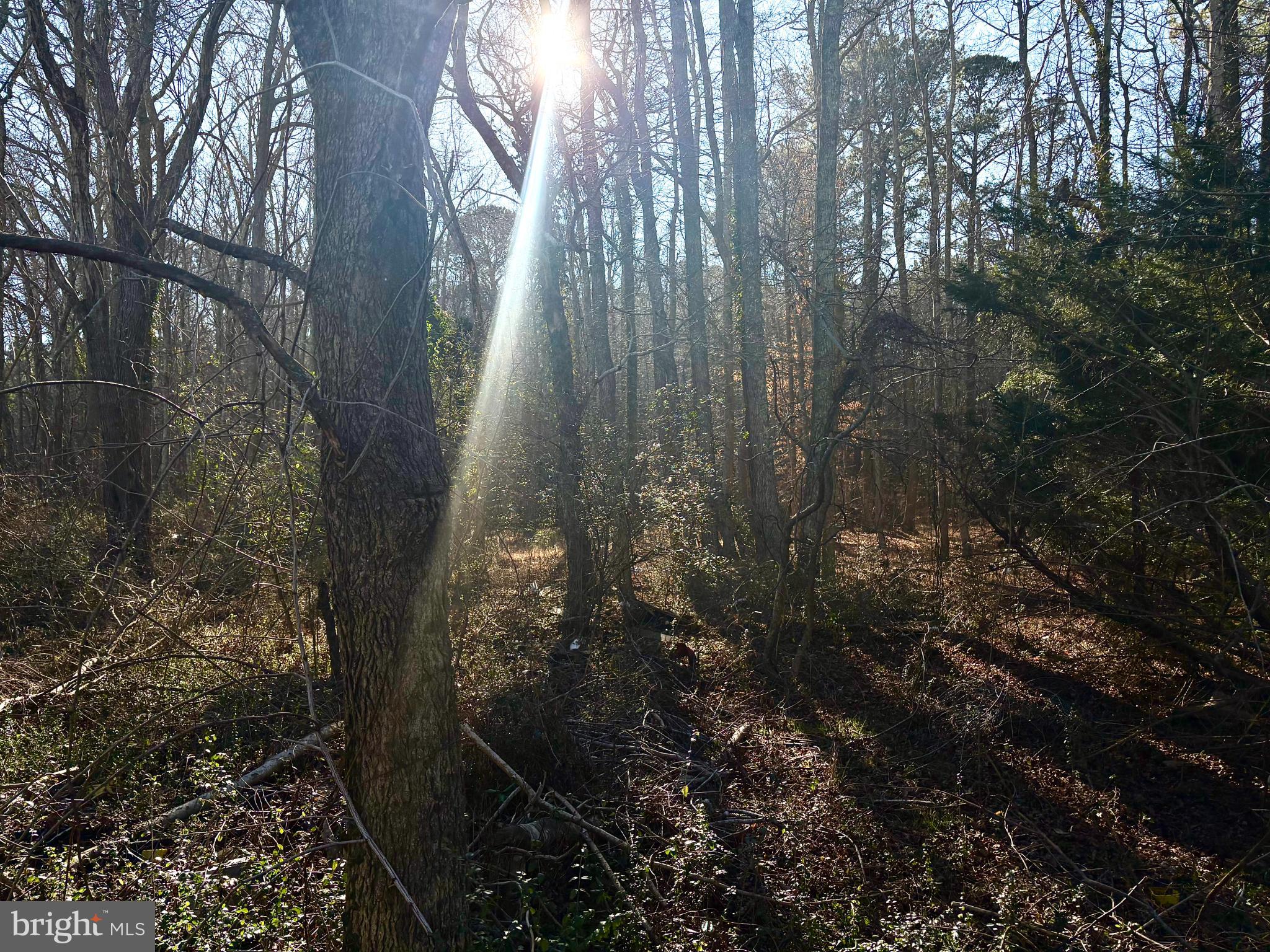 10134 Germantown Road Berlin, MD 21811 - Photo 6 of 6 a view of forest