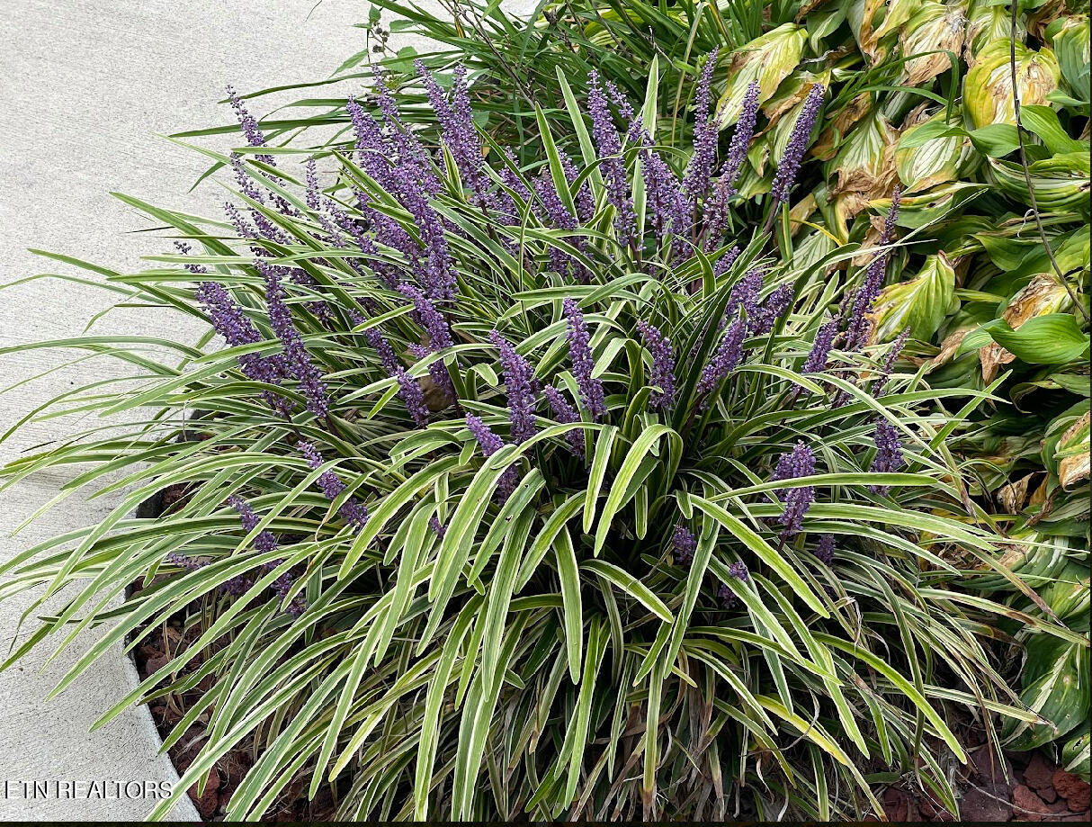 1057 Crockett Ridge Road Rose Hill, VA 24281 - Photo 18 of 58 IMG_7766