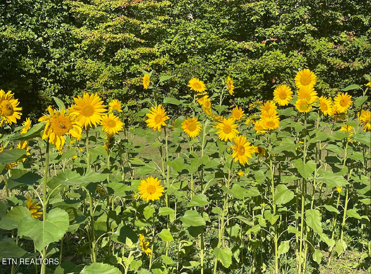 1057 Crockett Ridge Road Rose Hill, VA 24281 - Photo 19 of 58 IMG_7765