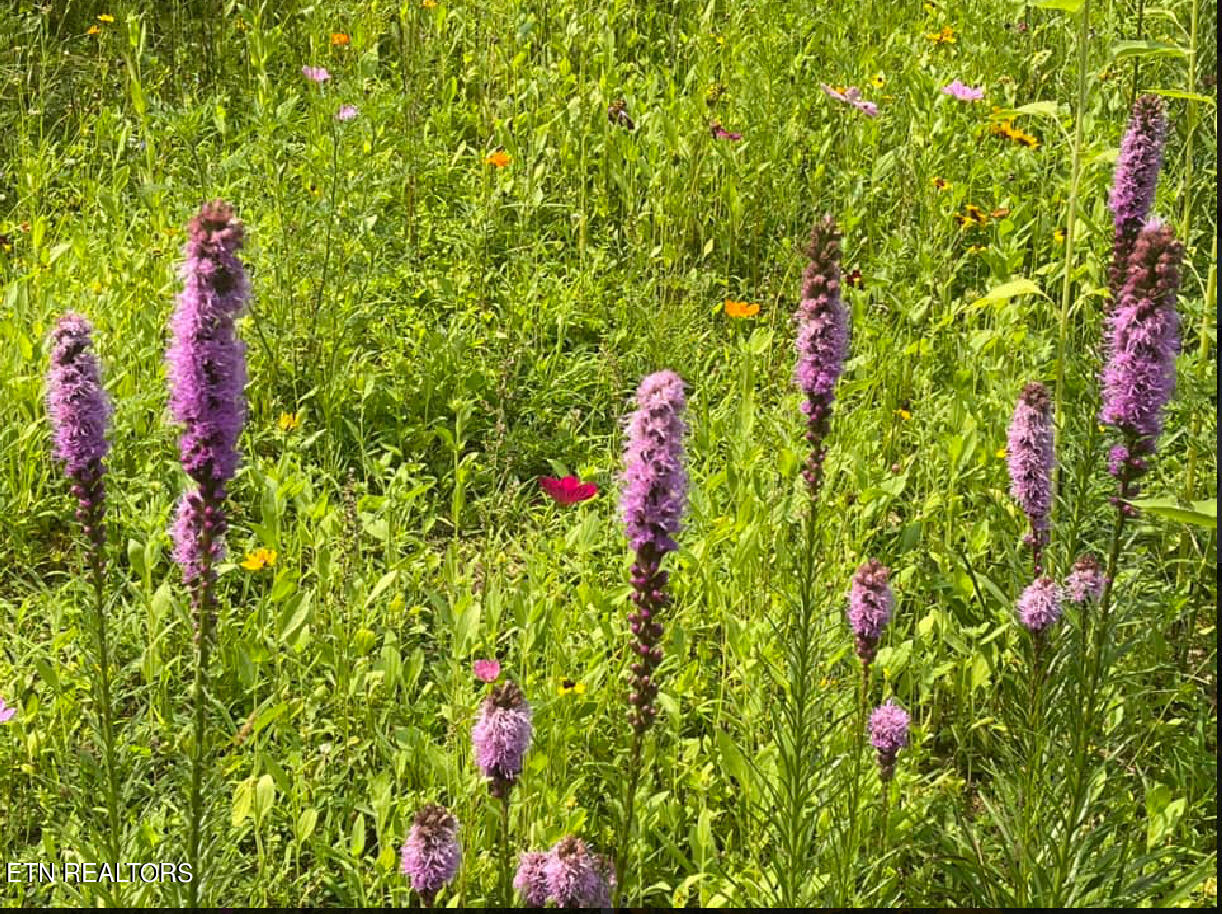 1057 Crockett Ridge Road Rose Hill, VA 24281 - Photo 21 of 58 IMG_7763