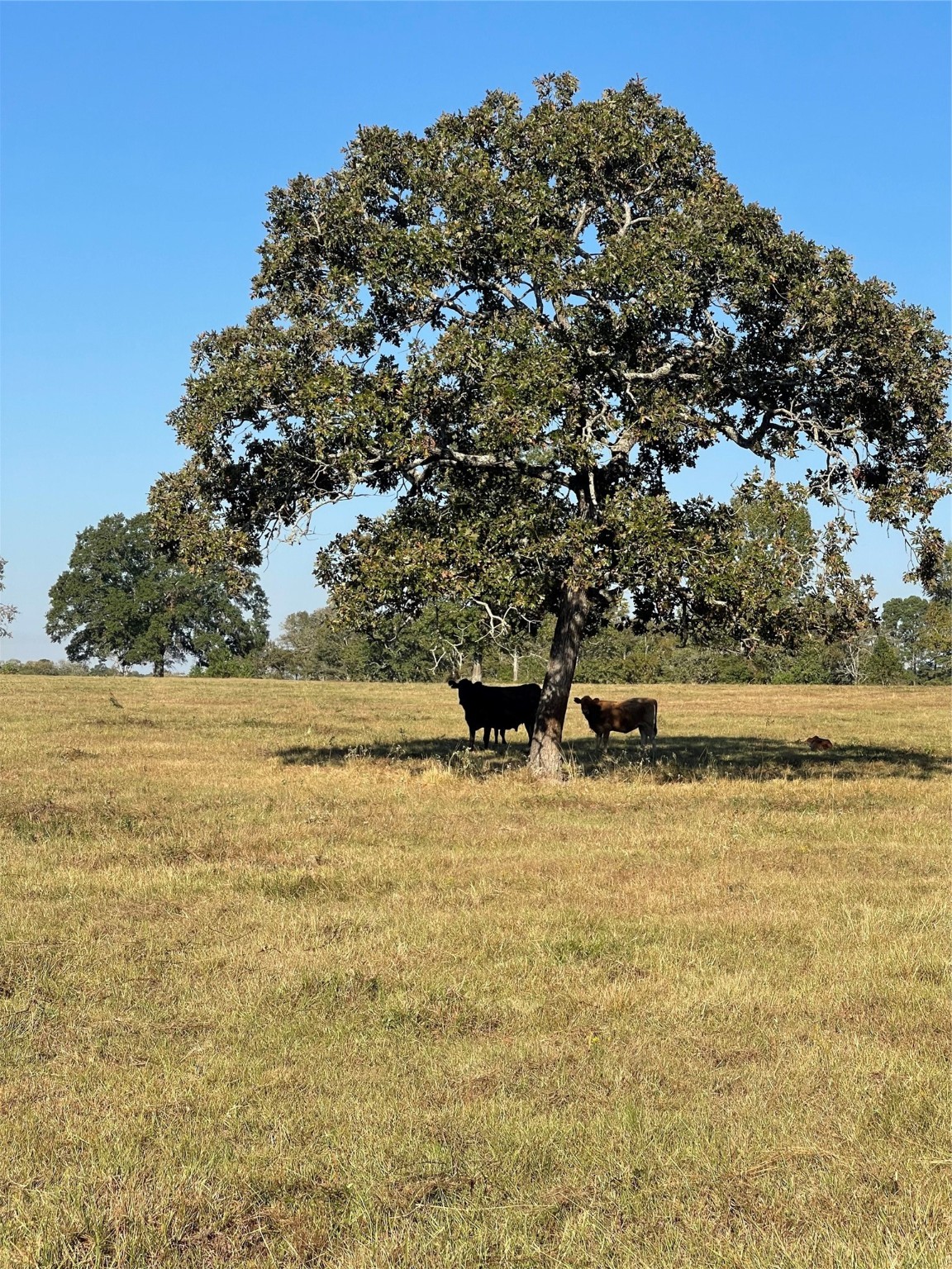 20386 FM 2854 Road Montgomery, TX 77316 - Photo 12 of 16 a view of lake view