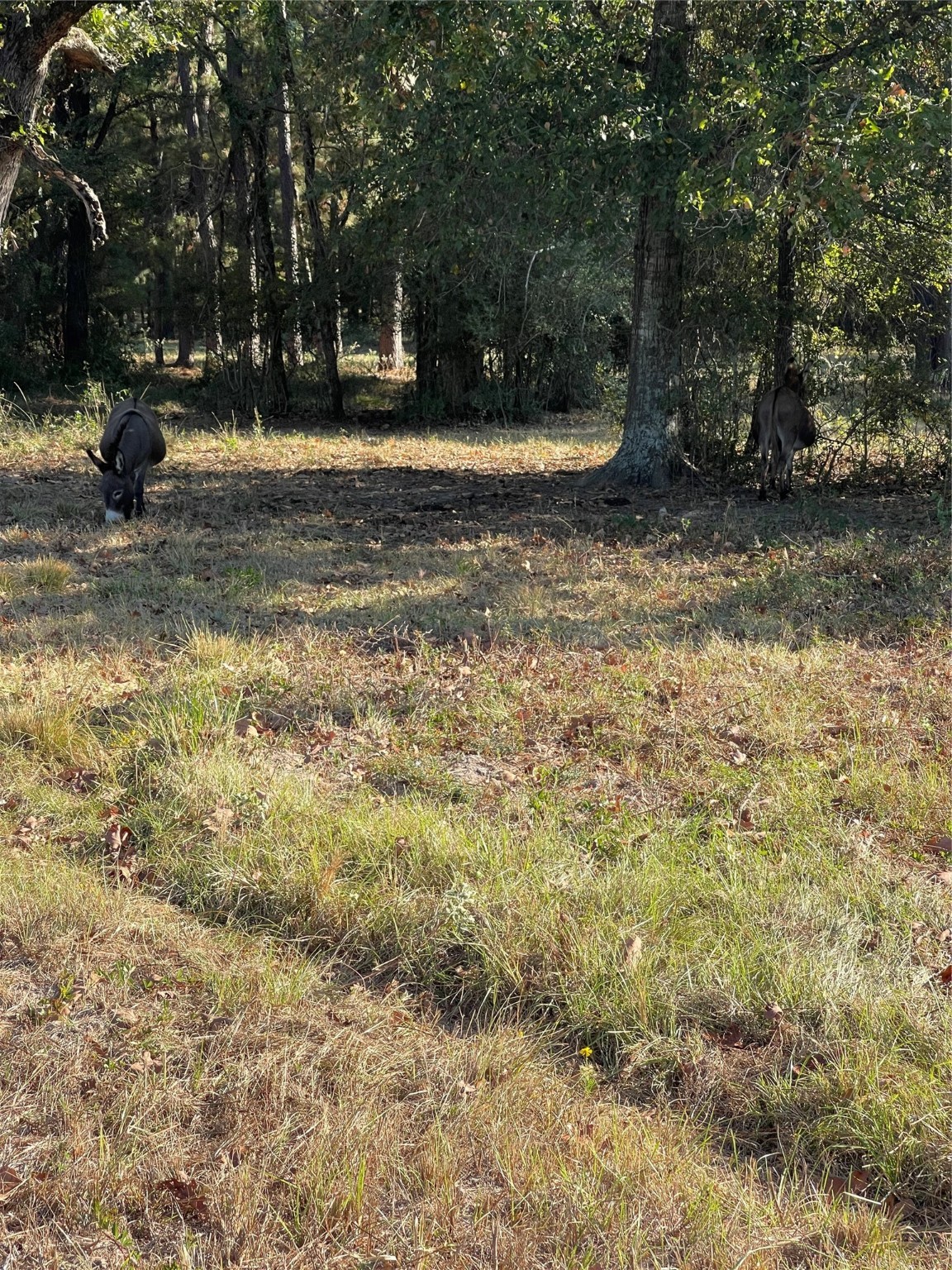 20386 FM 2854 Road Montgomery, TX 77316 - Photo 14 of 16 a view of outdoor space with trees
