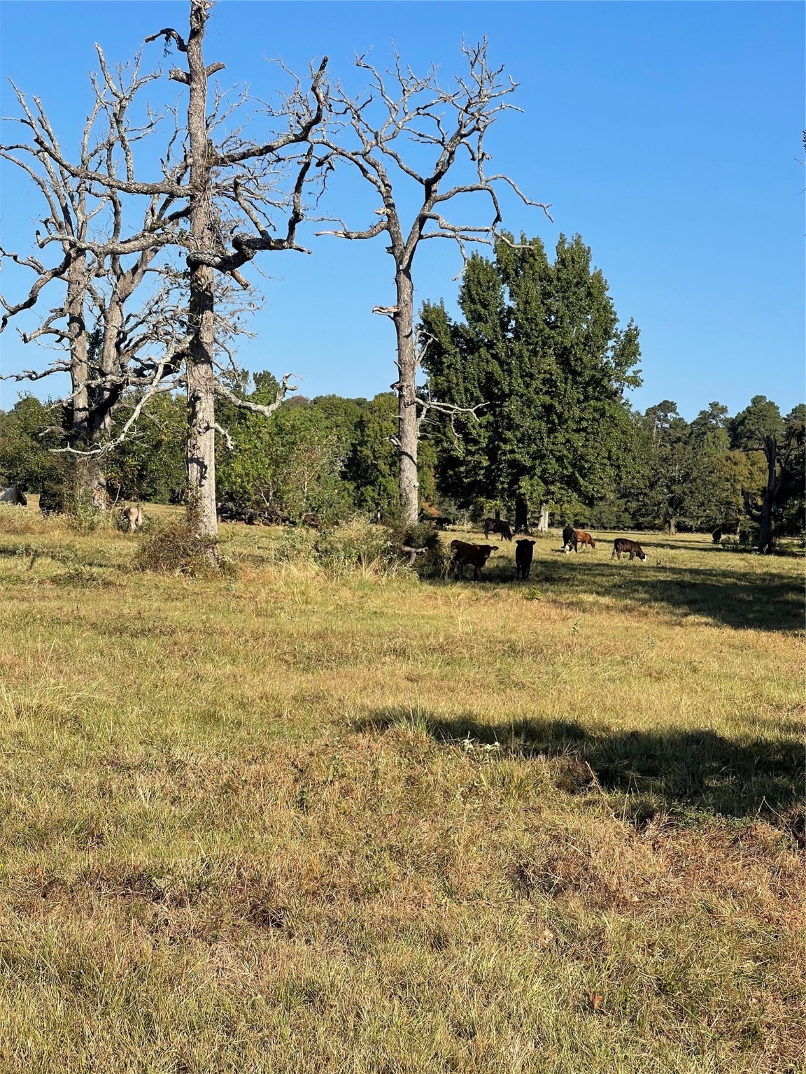 20386 FM 2854 Road Montgomery, TX 77316 - Photo 15 of 16 a view of lake view with beach