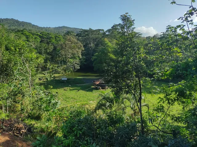 a view of a lush green forest
