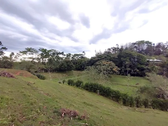 a view of a field with a tree in the background