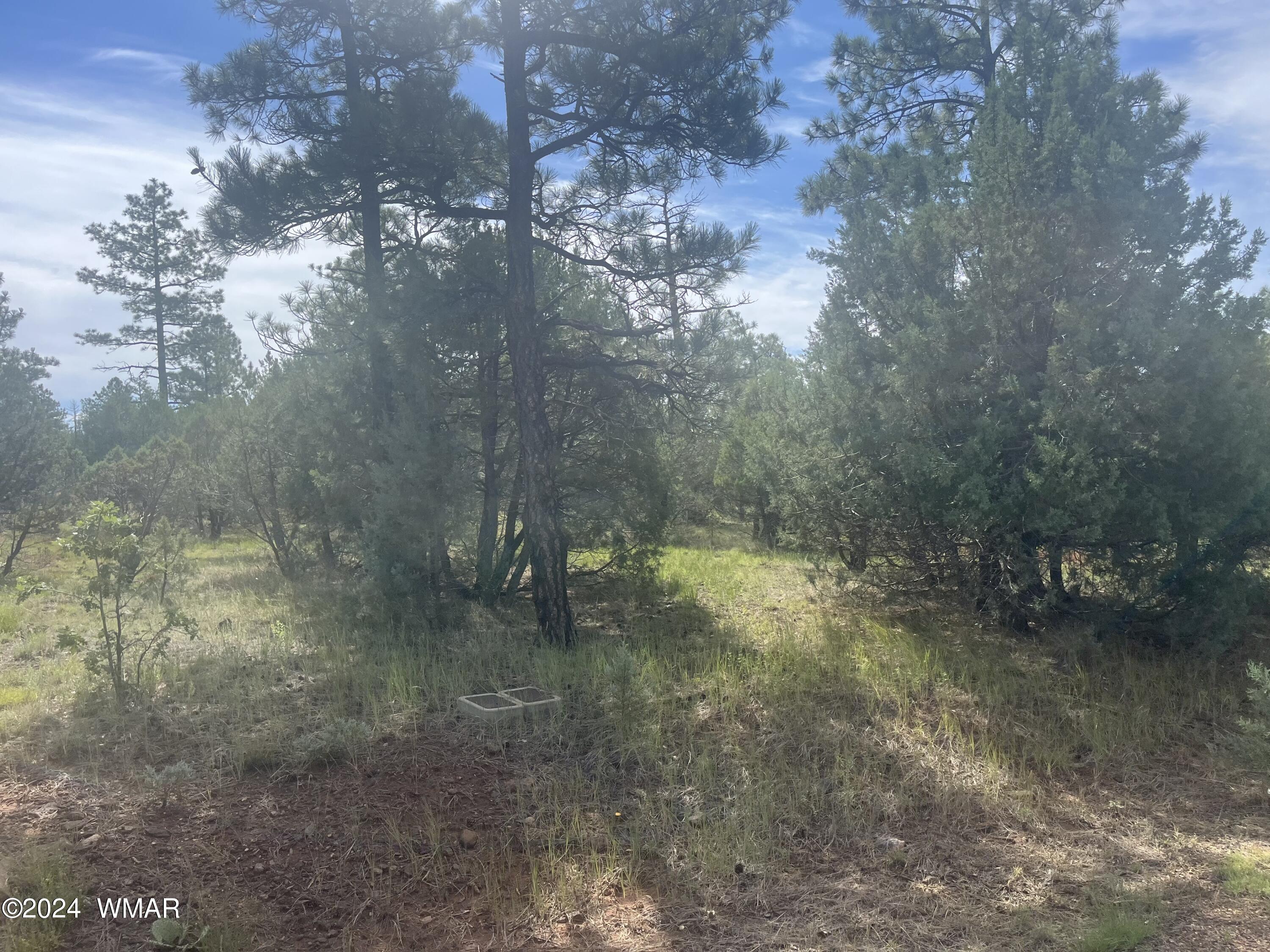 5481 Red Squirrel Lane Lakeside, AZ 85929 - Photo 3 of 5 Lot. 55. 3