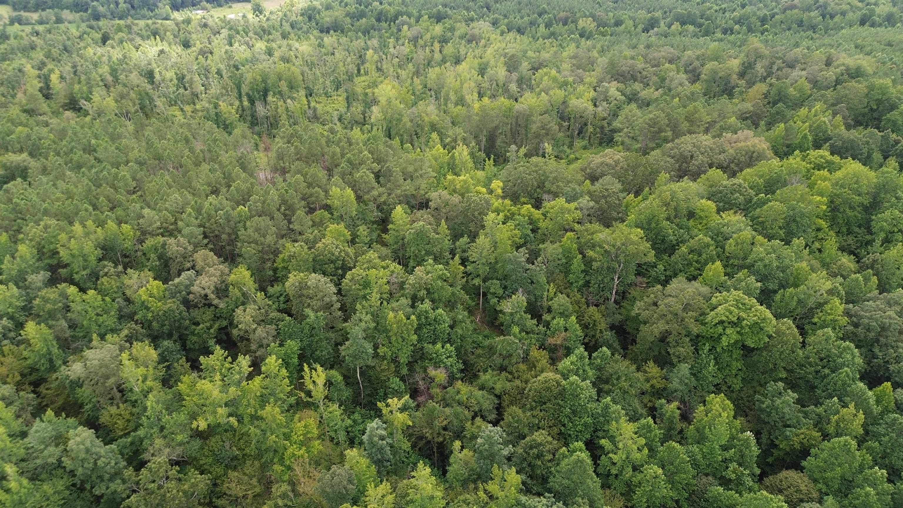 0 Pusser Road Enville, TN 38332 - Photo 3 of 10 a view of a lush green forest